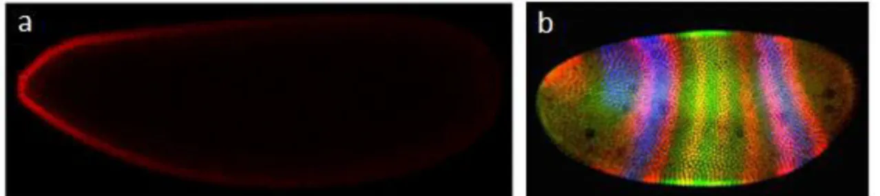 Figure  1-3 :  Développement  et  polarité  antéro-postérieure.  (a)  Signal  de  fluorescence  de  la  protéine  Bicoïd  da s l e o  de D osophile  adapté de (2))