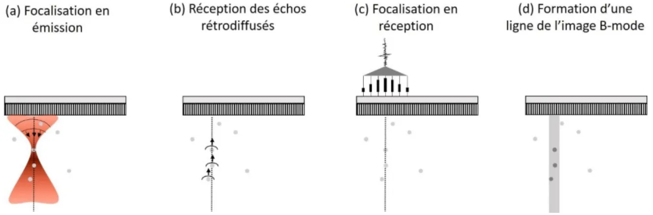 Figure I-4 : Principe de l’imagerie ultrasonore conventionnelle focalisée : (a) Focalisation du faisceau  ultrasonore le long d’une ligne du milieu