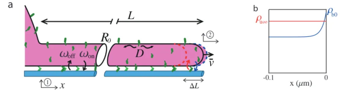 Figure 4.2. – a. Schéma du modèle d’extraction de tube. Le tube membranaire (mauve) de longueur L est extrait de la vésicule lipidique (gauche)
