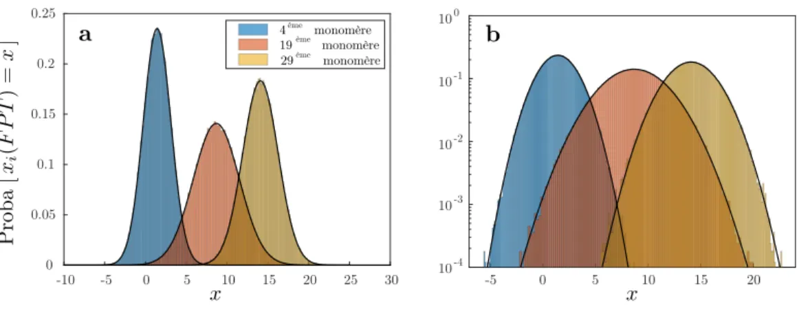 Figure 3.2 – Distribution de position des monomères au moment du premier passage.