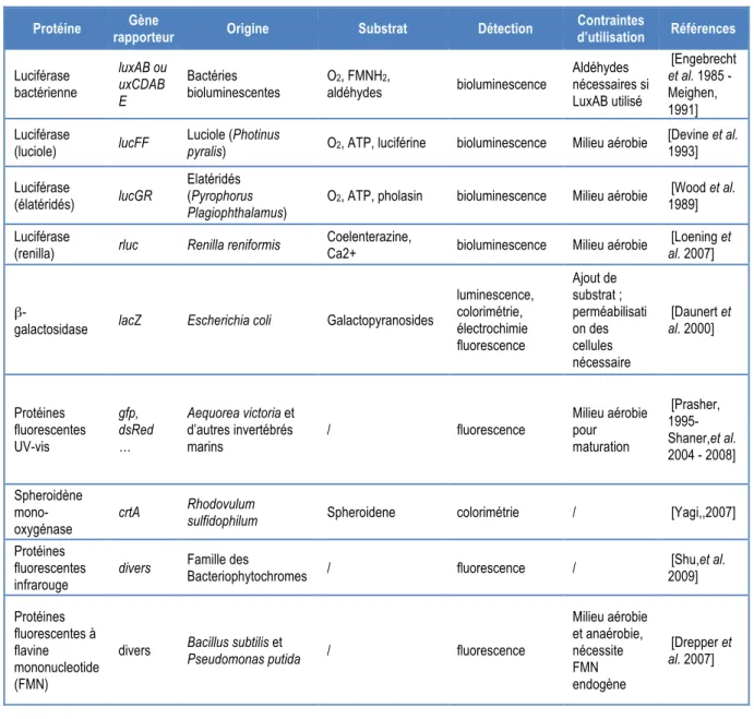 Tableau 3 : Spécification des principaux gènes et protéines utilisés dans la construction de systèmes rapporteurs  
