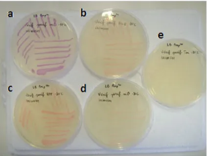 Figure  9 :  Isolement  de  souches  E.coli  TOP10  exprimant  de  façon  constitutive  a :  mCherry,  b :  DsRed,  c :  td- td-tomato, d : mOrange2, e : tag-RFP-T) 