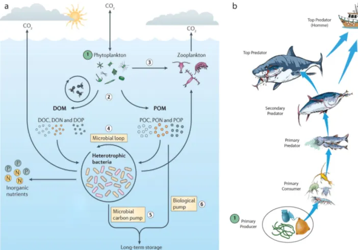 Figure I.6 Importance du phytoplancton dans les oc´eans. (a) Le fonctionnement de la pompe biologique d’apr`es Buchan Buchan et al