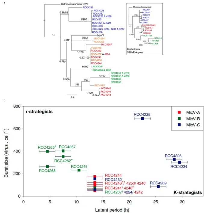 Figure II.7 Relation entre Micromonas et ses Prasinovirus. a) Phylog´enie bas´ee sur l’ARNr 18s (Micromonas) et l’ADN polym´erase B (Prasinovirus )