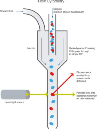 Figure III.1 Sch´ema basique de fonctionnement d’un cytom`etre en flux (source : abcam)
