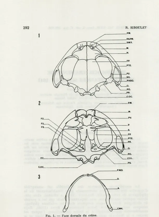 FIG.   2.  —  Face  ventrale  du  crâne. 