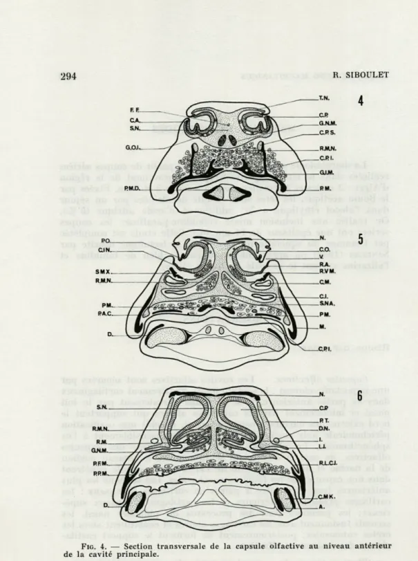 FIG.   4.  —  Section  transversale  de  de  la  cavité  principale. 