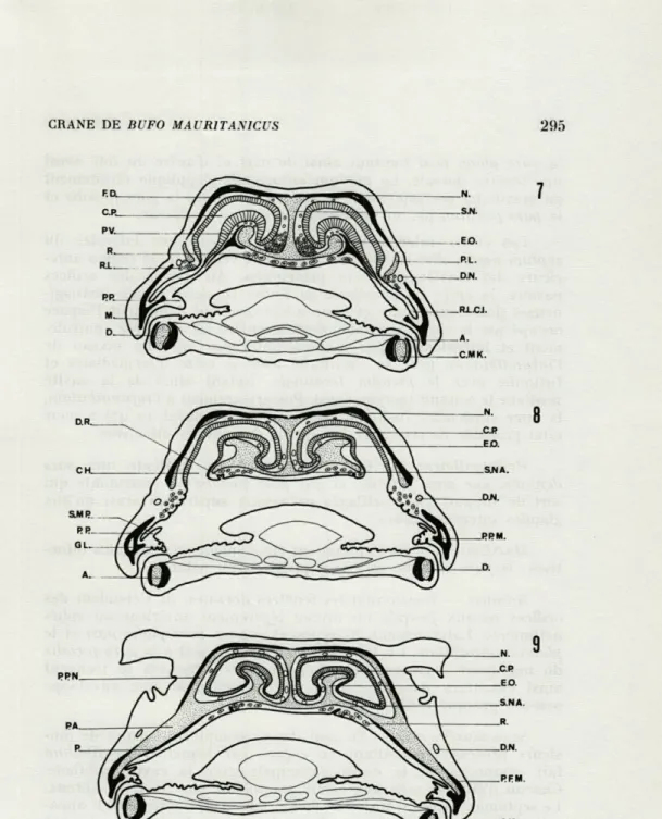 FIG.   7.  —  Section  transversale  de  la  capsule  olfactive  au  niveau  des  prévomers