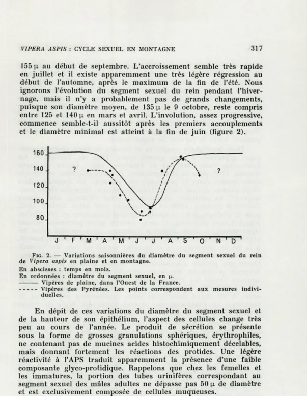 FIG.   2.  —  Variations  saisonnières  du  diamètre  du  segment  sexuel  du  rein  de  Vipera  aspis  en  plaine  et  en  montagne