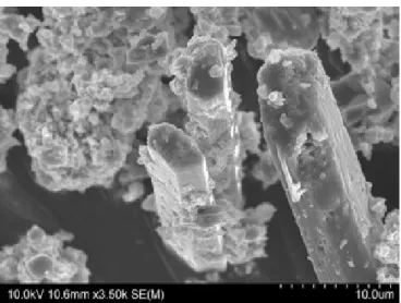 Figure 48 Micrographie MEB de baguettes de gypse peu altérées par la carbonatation d’une saumure à  pH 7
