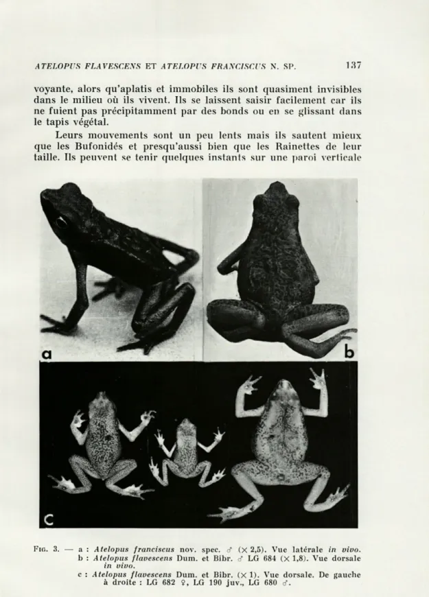 FIG.  3.   —  a  :  Atelopus  franciscus  nov.  spec.  d&#34;  (X  2 ,5).   Vue  latérale  in  vivo