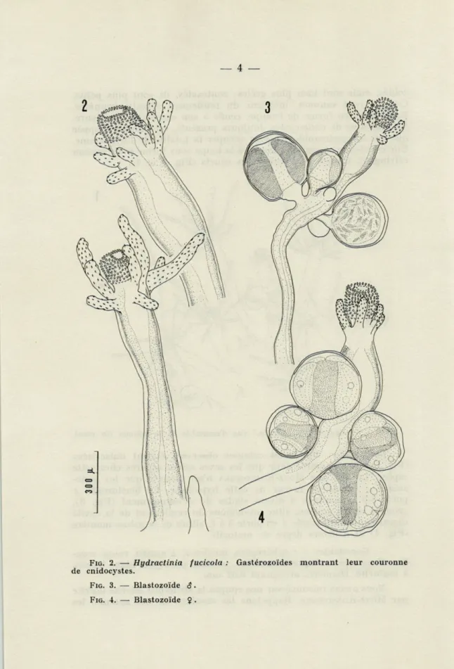 FIG.   2.  —  Hydractinia  fucicola  :  Gastérozoïdes  montrant  leur  couronne  de  cnidocystes