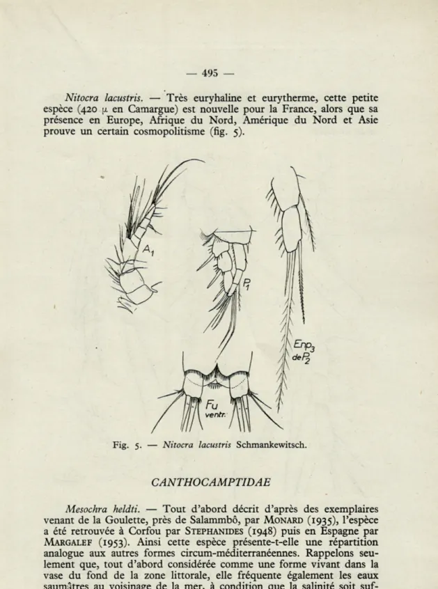 Fig.  5.  —  Nitocra  lacustris  Schmankewitsch. 