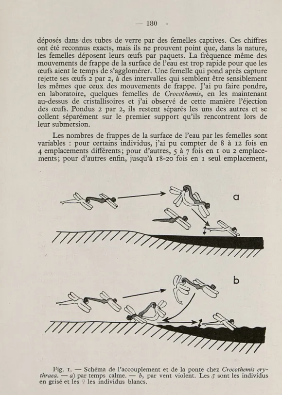 Fig.  1.  —  Schéma  de  l'accouplement  et  de  la  ponte  chez  Crocothemis  ery- ery-thraea