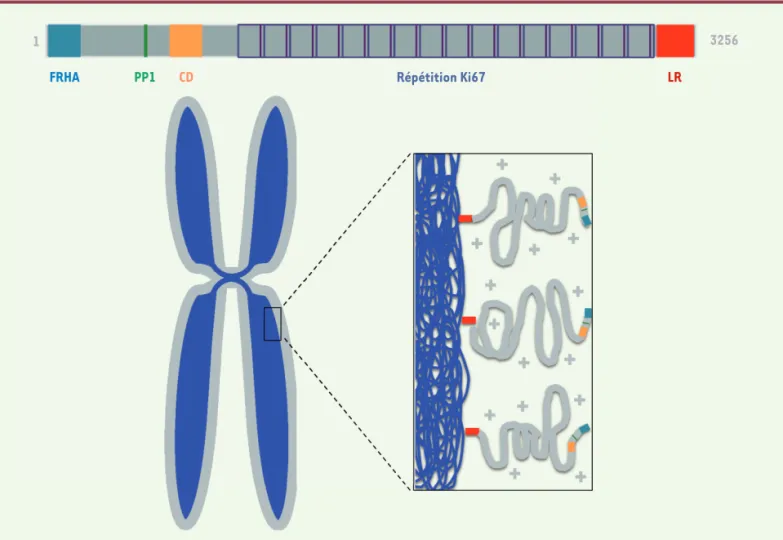 Figure 2. Ki67 présente les caractéristiques d’un surfactant naturel. Structure modulaire de la protéine Ki67