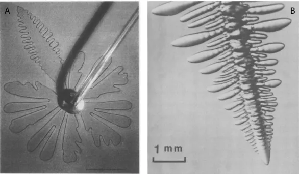 Figure 1. On the left, viscous fingering in an open geometry. The anomalous dendritic finger is due to a pulsating tip
