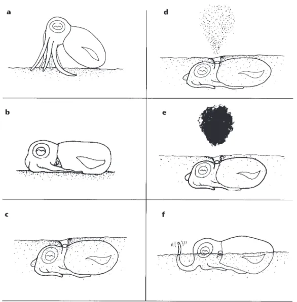 Fig. 1. – a, After settling to the substrate, the squid maintained an Alert Posture with eyes maximally extended upward.