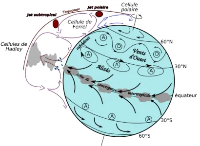 Figure 1.10 – Schéma simplifié de la circulation atmosphérique moyenne globale. Entre 30 ◦ N et 30 ◦ S, la circulation est régie par les cellules de Hadley : une zone de convergence à la surface et  d’ascen-dance autour de l’équateur, avec de fortes précip