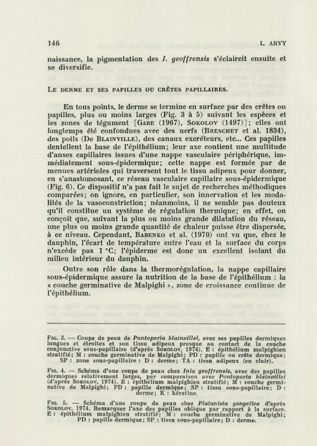 FIG.   3.  —  Coupe  de  peau  de  Pontoporia  blainvillei,  avec  ses  papilles  dermiques  longues  et  étroites  et  son  tissu  adipeux  presque  au  contact  de  la  couche  conjonctive  sous-papillaire  (d'après   SOKOLOV ,  1974)
