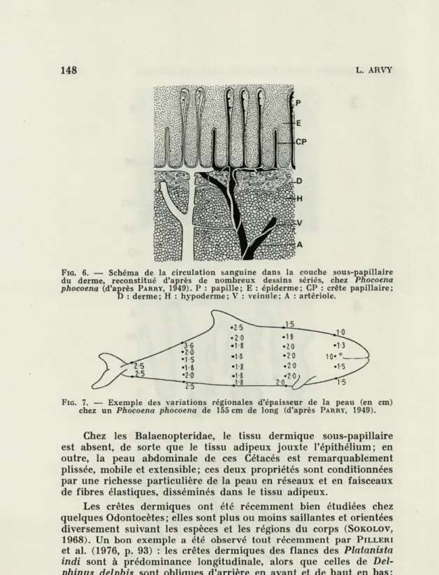 FIG.   6.  —  Schéma  de  la  circulation  sanguine  dans  la  couche  sous-papillaire  du  derme,  reconstitué  d'après  de  nombreux  dessins  sériés,  chez  Phocoena  phocoena  (d'après   PARRY,  1949)