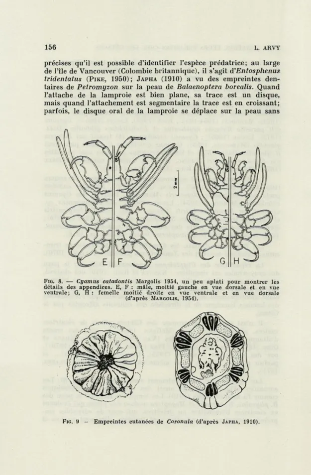 FIG.  8.  —   Cyamus  catadontis  Margolis   1954,   un  peu  aplati  pour  montrer  les  détails  des  appendices