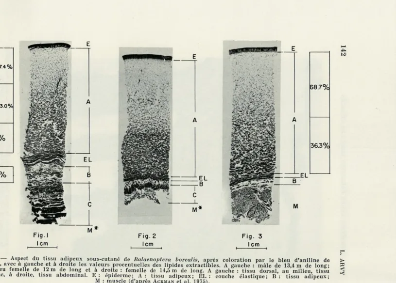 FIG .  2.  —  Aspect  du  tissu  adipeux  sous-cutané  de  Balaenoptera  borealis,  après  coloration  par  le  bleu  d'aniline  de  &gt; 