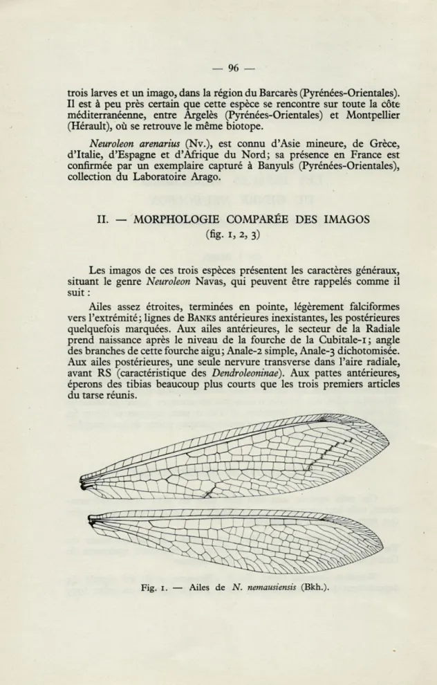 Fig.  1.  —  Ailes  de  N.  nemausiensis  (Bkh.). 