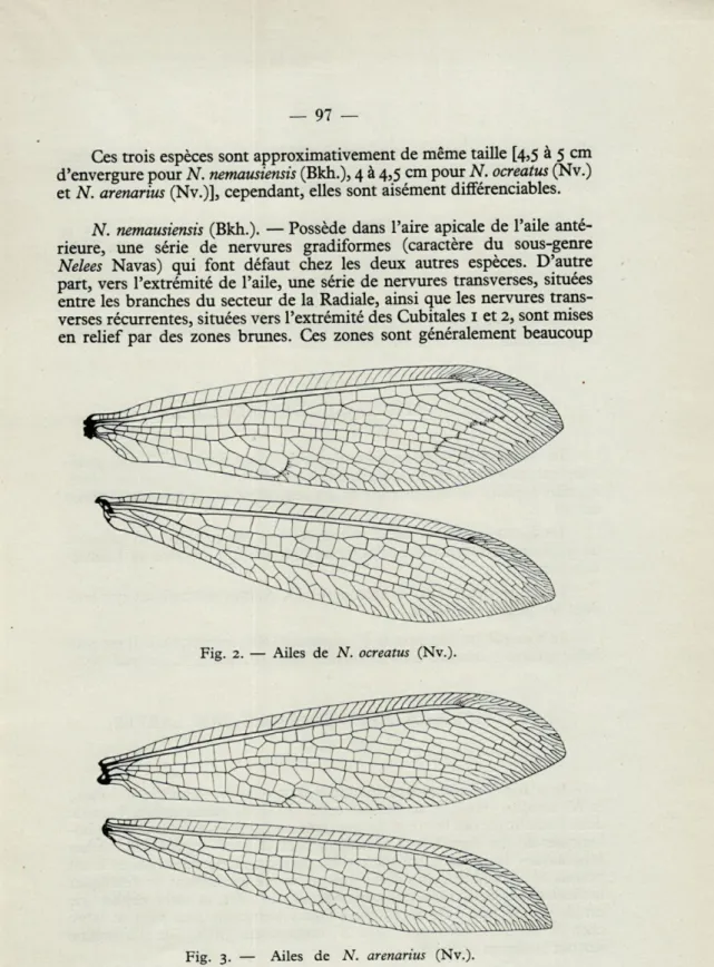Fig.  2.  —  Ailes  de  N.  ocreatus  (Nv.). 