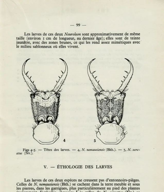 Figs  4-5.  —  Têtes  des  larves.  —  4,  N.  nemausiensis  (Bkh.).  —  5,  N.  ocre- ocre-atus  (Nv.)