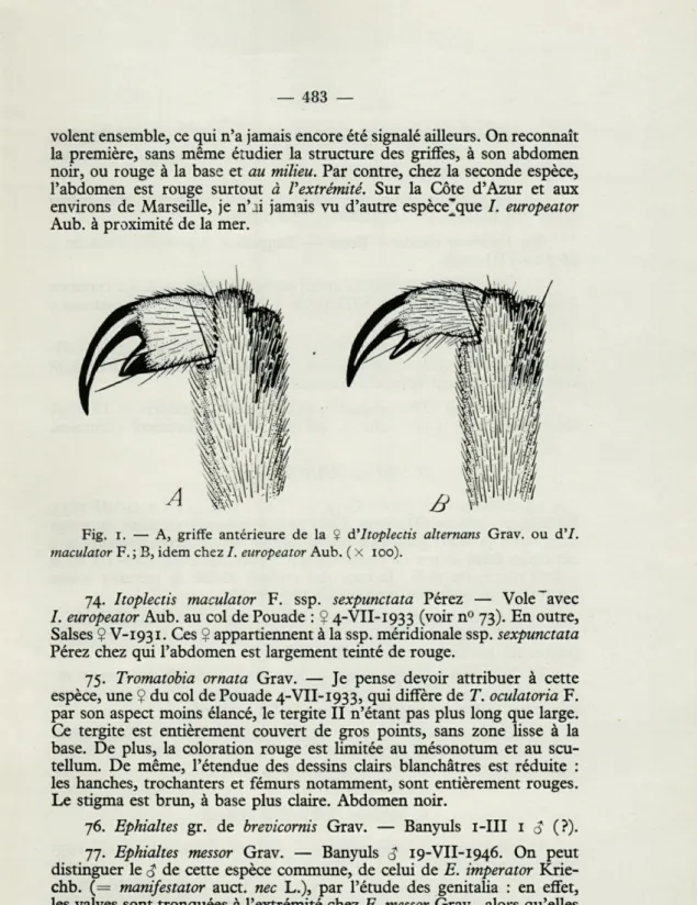 Fig.  i.   —   A,  griffe  antérieure  de  la   Ç   à'Itoplectis  alternons  Grav.  ou  d'I
