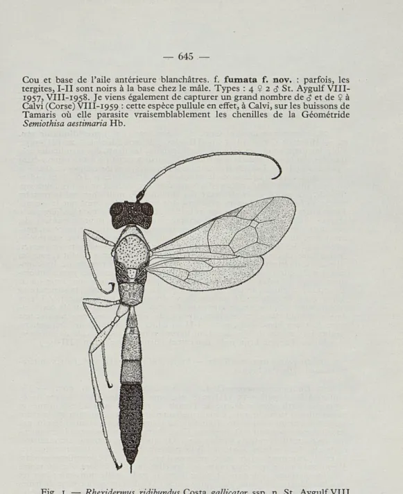 Fig.  1.  —  Rhexidermus  ridibundus  Costa  gallicator  ssp.  n.  St.  Aygulf VIII  1958   $  (X   12)