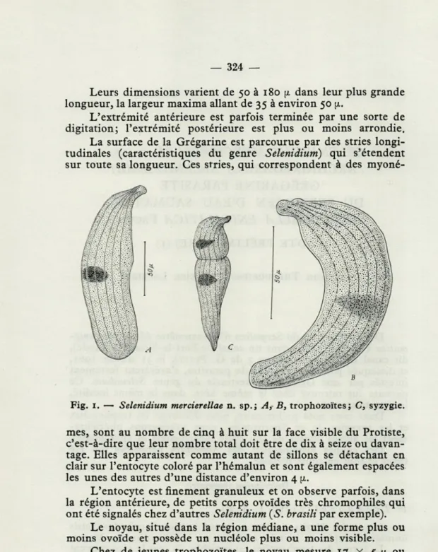 Fig.   1.  —   Selenidium  mercierellae   n.   sp.;  A,  B,  trophozoïtes;  C,  syzygie