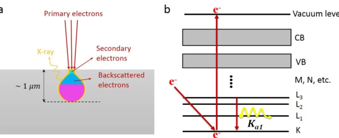 Figure  2.18.  Schematic  of  the  interaction  between  the  electron  beam  and  the  sample  surface  (a)