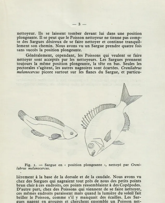 Fig.  i.   —   Sargue  en  «  position  plongeante  »,  nettoyé  par  Creni- Creni-labrus  melanocercus
