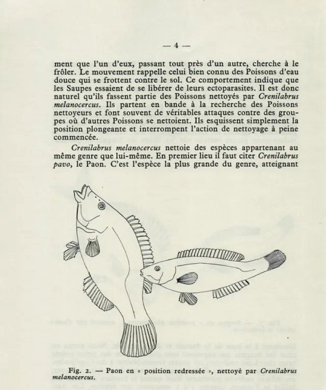 Fig.  2.  —  Paon  en  «  position  redressée  »,  nettoyé  par  Crenilabrus  melanocercus