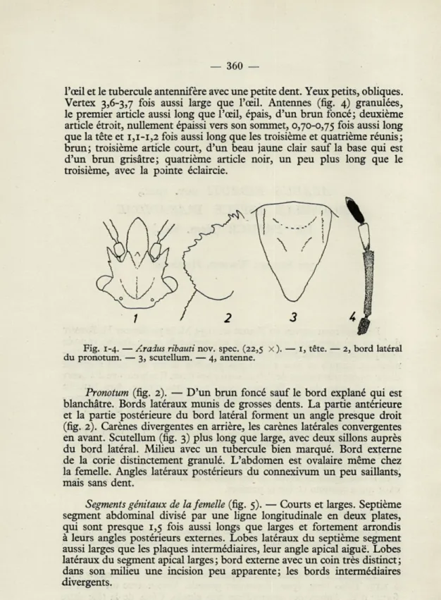 Fig.  1-4.  — Aradus  ribauti nov.  spec.  (22,5   x ).  —   1,  tête.  —  2,  bord  latéral  du  pronotum