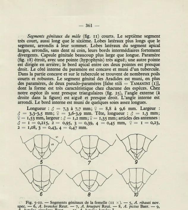 Fig.  5-10.  —  Segments  génitaux  de  la  femelle  (11  x).  —  5,  A.  ribauti  nov