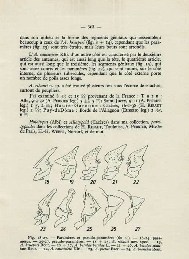Fig.  18-27.  —  Paramères  et  pseudo-paramères  (60  x  ).  —  18-24,  para- para-mères