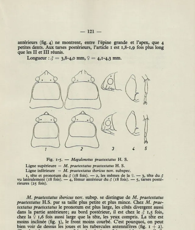 Fig.  1-5.   —   Megalonotus  praetextatus  H.  S. 