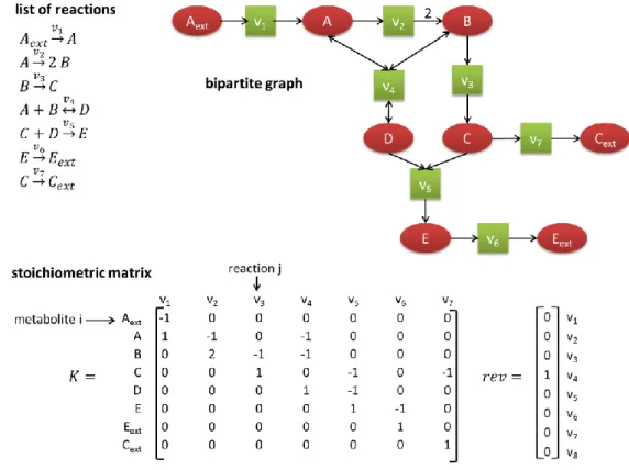 Figure 2-1: Different representations of metabolic networks: list of reactions, stoichiometric matrix  and bipartite graph