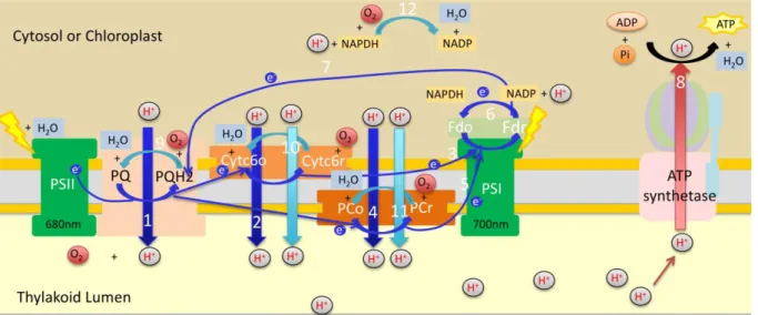 Figure 3-2: Electron flow and reactions taking place during the light phase of photosynthesis