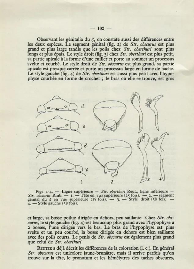 Figs  1-4.  —  Ligne  supérieure  =  Str.  oberthuri  Reut.,  ligne  inférieure  =  Str