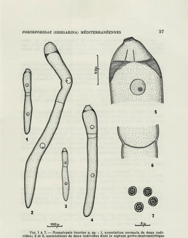FIG .  1  à  7. — Nematopsis  tuzetae  n.  sp.  :  1,  association  normale  de  deux  indi- indi-vidus;  2  et  3,  associations  de  deux  individus  dont  le  septum  proto-deutoméritique  du  satellite  a  disparu;  4,  association  normale  de  deux  