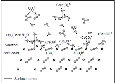 Figure 1.16. Espèces chimiques présentes à l’interface fluide-roche sur le plan (10-14) de la  calcite (modifié d’après Schott et al