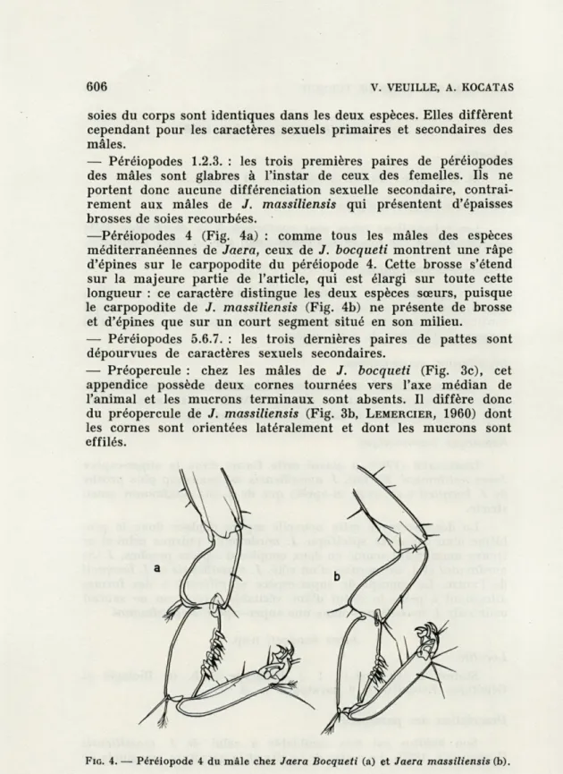 FIG.   4.  —  Péréiopode  4  du  mâle  chez  Jaera  Bocqueti  (a)  et  Jaera  massiliensis  (b)
