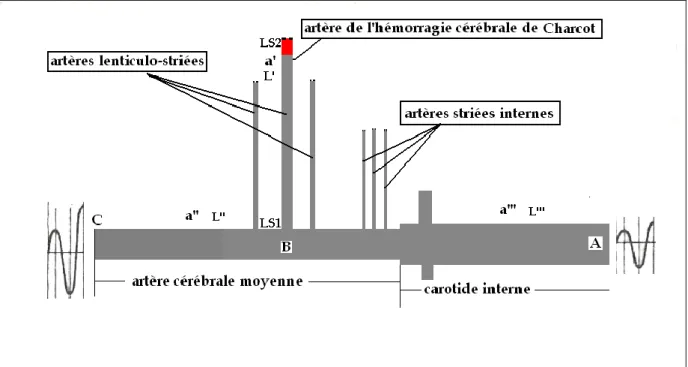 Figure 5. L’artère de l’hémorragie cérébrale de Charcot. 