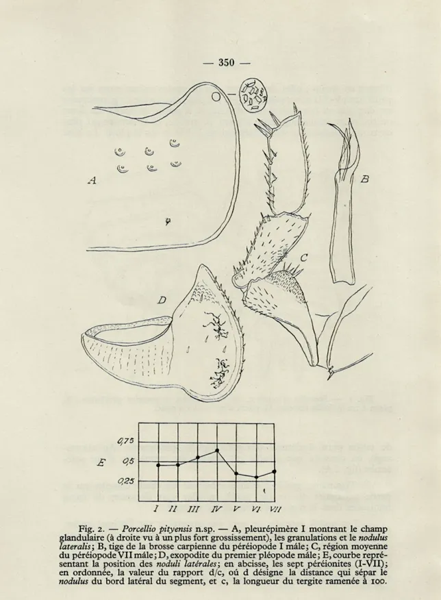 Fig.  2.   —   Porcellio  pityensis  n.sp.  —  A,  pleurépimère  I  montrant  le  champ  glandulaire  (à droite vuàun plus fort grossissement), les granulations et le nodulus  lateralis;  B, tige de  la  brosse  carpienne  du péréiopode  I mâle;  C, région