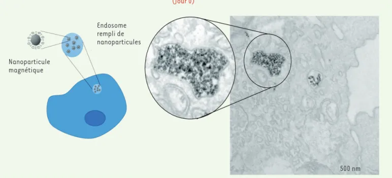 Figure 1. Les nanoparticules magnétiques sont incorporées dans les cellules souches par endocytose, puis stockées dans les endosomes