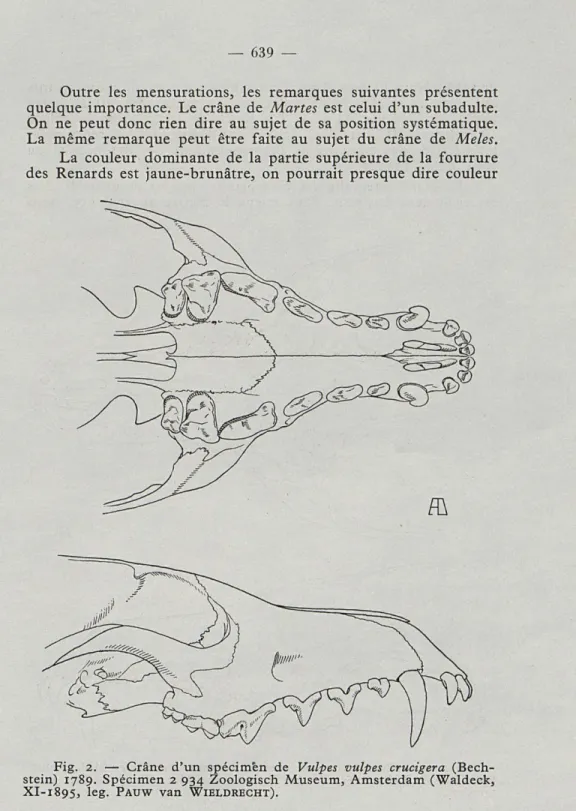 Fig.   2.   —  Crâne  d'un  spécimèn  de  Vulpes  vulpes  crucigera  (Bech- (Bech-stein)  1789