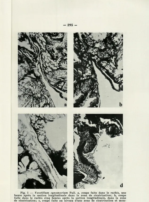 Fig.  1  —  Veretillum  cynomorium  Pall.  a,  coupe  faite  dans  le  rachis,  une  heure  après  la  section  longitudinale  dans  la  zone  de  cicatrisation;  b,  coupe  faite  dans  le  rachis  cinq  heures  après  la  section  longitudinale,  dans  l